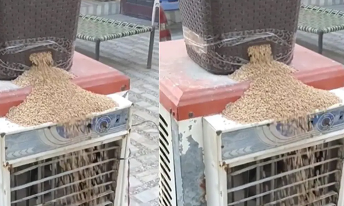  Wheat Clean By Stool And Cooler Viral Video,viral, Viral Latest, Wheat Clean ,gr-TeluguStop.com