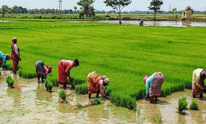 Telugu Agriculture, Urea-Latest News - Telugu