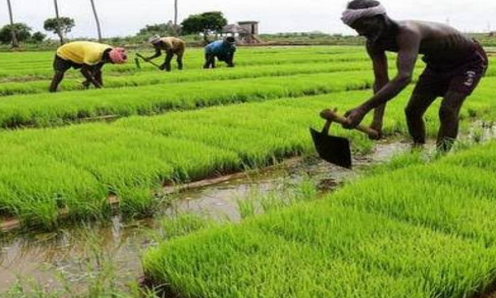 Telugu Agriculture, Urea-Latest News - Telugu