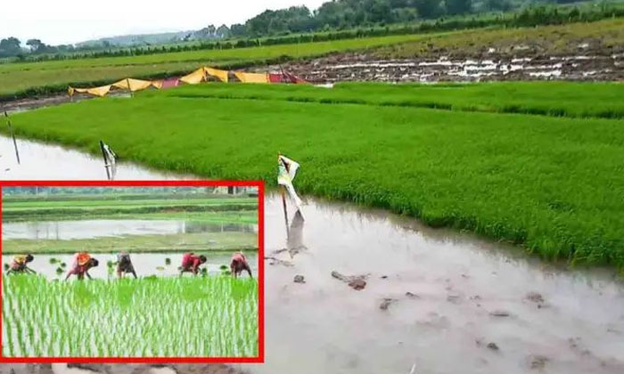  Methods Of Preserving Rice Paddy From Cold In Winter , Agriculture , Rice Cult-TeluguStop.com