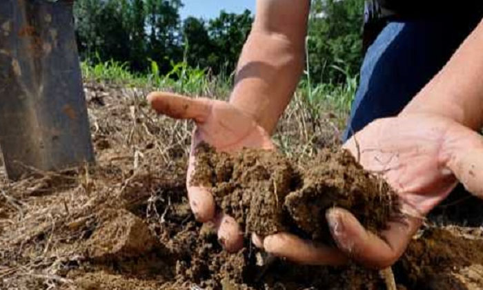  Precautions To Be Taken While Collecting Soil For Soil Testing, Agriculture , S-TeluguStop.com