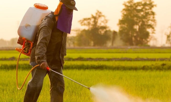 Telugu Agriculture, Chemical, Farmers, Spray-Latest News - Telugu