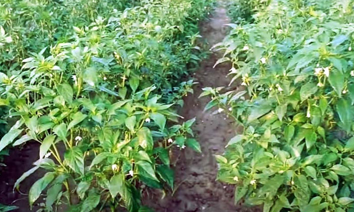 Telugu Agriculture, Chilli Crop, Chilli, Farmers, Yields, Yields Achieved, Nurse Telugu Agriculture, Chilli Crop, Chilli, Farmers, Yields, Yields Achieved, Nurse