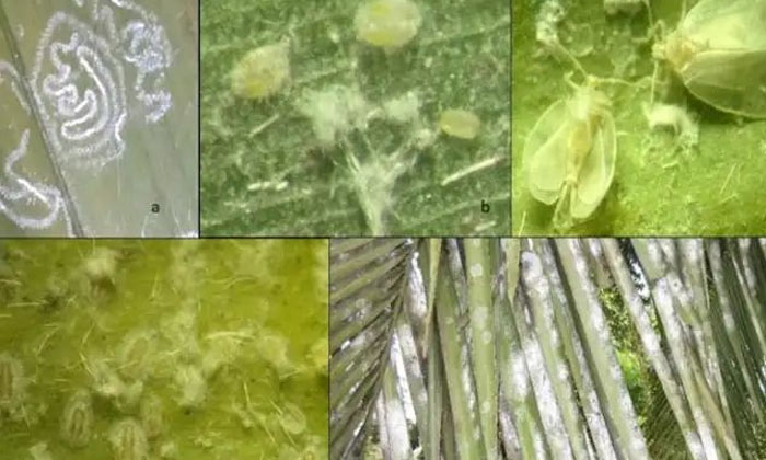  Methods To Prevent Rugose White Mosquitoes That Expect Coconut Crop , Coconut Tr-TeluguStop.com