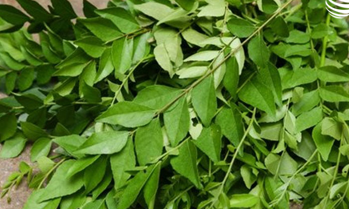  Fat Cutter Drink With Curry Leaves For Weight Loss , Fat Cutter Drink, Curry Le-TeluguStop.com
