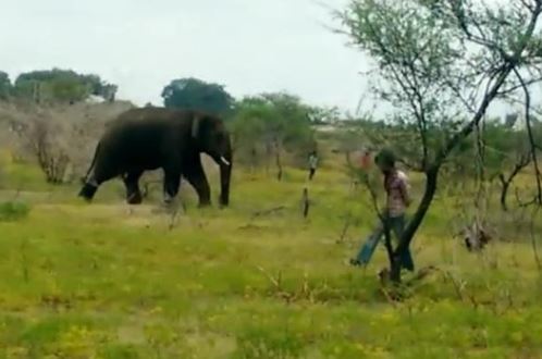  Elephant Disaster In Bandalur, Tamil Nadu-TeluguStop.com