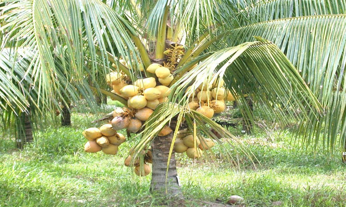  Ownership Of Fertilizers In Coconut Plantations , Fertilizers, Coconut Cultivat-TeluguStop.com