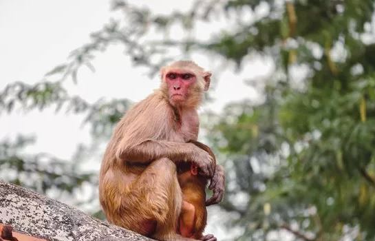  The Death Of Monkeys In Munigadapa Of Siddipet District Is Shocking-TeluguStop.com