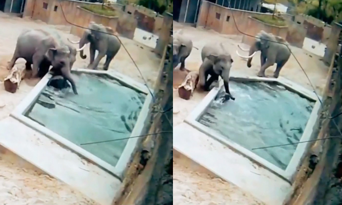  Mother Elephant Drowns Baby Elephant Into The Water Video Viral Details, Elephan-TeluguStop.com