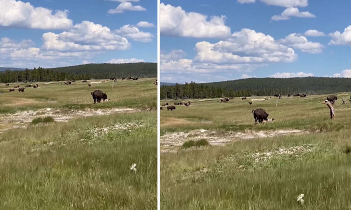  Video: Risk For Selfie Chasing Bison Acting Like Dead In The End, Selfie , Dang-TeluguStop.com