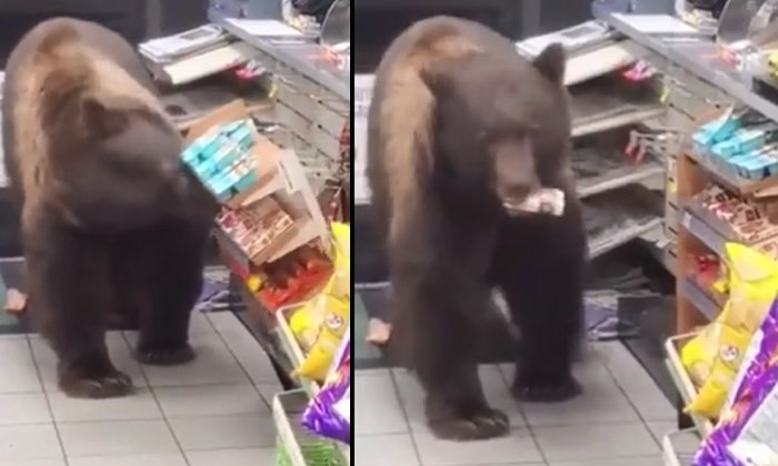  The Bear Came Into The Shop And Stole It Smartly.. Video Viral , Bear Shopliftin-TeluguStop.com