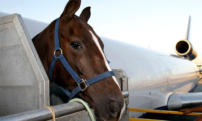  A Horse Escaped Mid-flight The Stall In The Cargo Hold Of Boeing 747 Details, Fl-TeluguStop.com