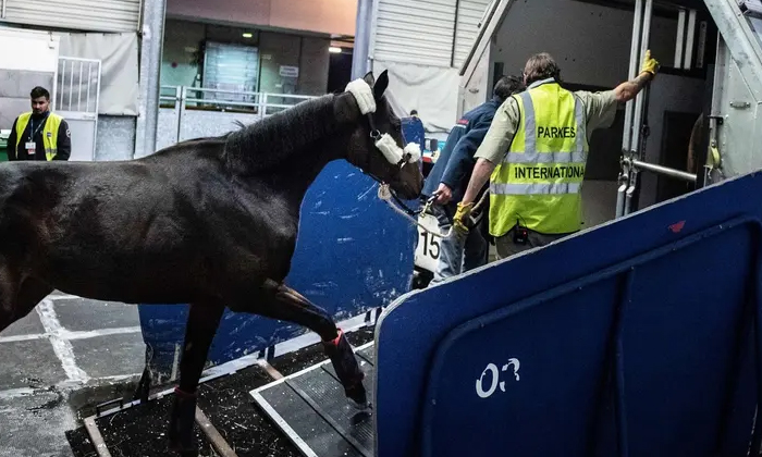 Telugu Cargo, Emergency, Horse, Horse Escaped, Mid, Newyork, Latest-Latest News