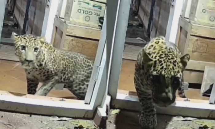  A Leopard Entered A House In The Coonoor Brooklands Area In Nilgiri Video Viral-TeluguStop.com