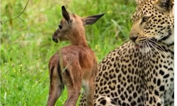  A Leopard Saved A Baby Deer From A Hyena If You Watch The Video, Leopard, Impala-TeluguStop.com