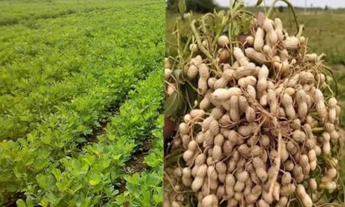  Actions To Prevent Budding Virus, Which Is Expecting Groundnut Crop , Groundnut-TeluguStop.com