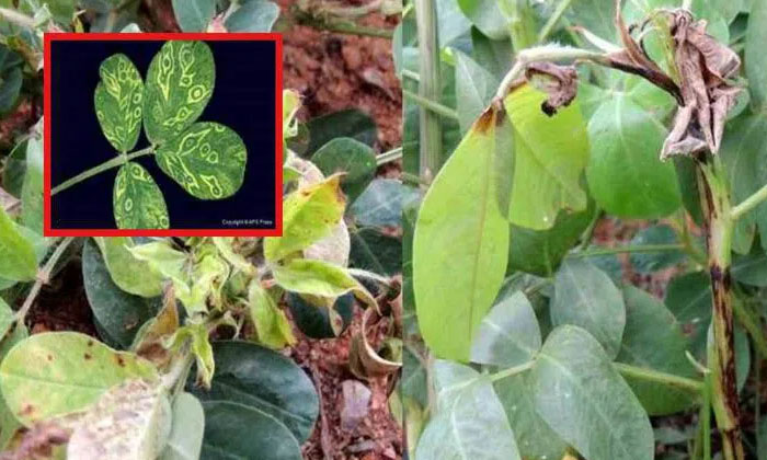 Telugu Dimethonate, Groundnut Crop, Pestresistant, Buds, Stems-Latest News - Tel