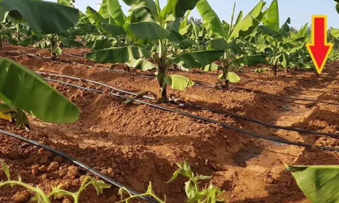 Proprietary Methods To Prevent The Pests That Attack Banana Plantations , Bana Proprietary Methods To Prevent The Pests That Attack Banana Plantations , Bana-TeluguStop.com