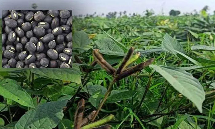 Telugu Agriculture, Farmers, Millet Crop, Seeds, Sorghum, Yield-Latest News - Te
