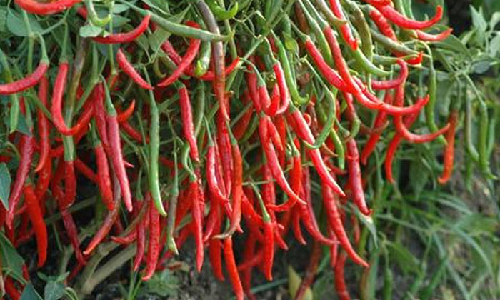  Ownership Practices To Be Followed During Chilli Harvest , Chilli Crop, Ag-TeluguStop.com