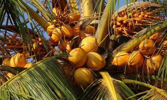  If You Want To Get Additional Income In Coconut Plantations, It Is Possible Onl-TeluguStop.com