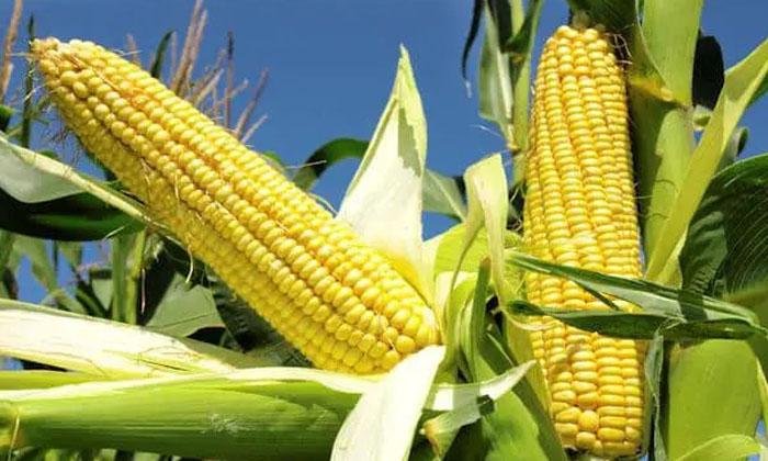 Telugu Agricultural, Corn Crop, Farmers, Fungi, Nitrogen, Phosphorus-Latest News