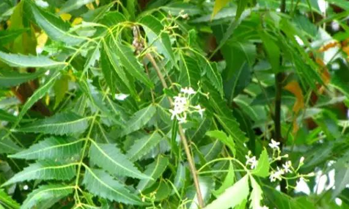  Do You Know How Many Health Benefits Of Neem Seed Powder , Neem, Neem Seed Powd-TeluguStop.com