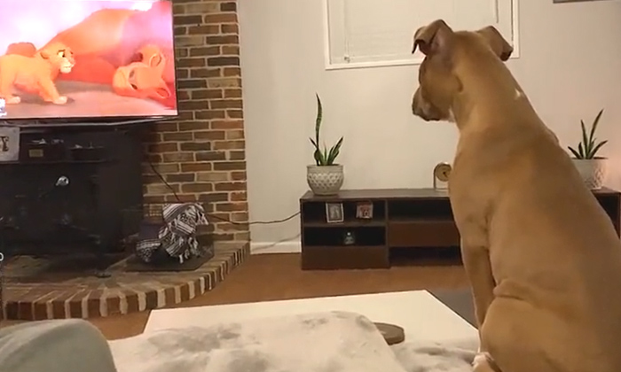  Dog Cries While Watching Lion King Movie,viral Video, Lion King, Dog, Mufasa, D-TeluguStop.com