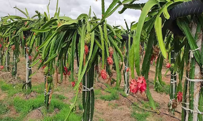  Precautions To Be Followed In Planting Dragon Fruit Crop-TeluguStop.com