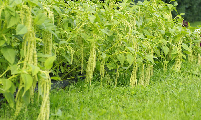  Ownership Of Fertilizers In Asparagus Cultivation..techniques In Cultivation Sys-TeluguStop.com