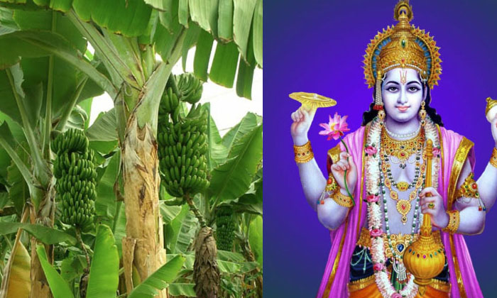 Telugu Banana Tree, Bhakti, Devotional, Jaggery, Lakshmi Devi, Lord Vishnu, Mang