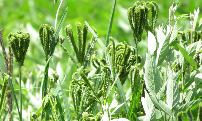  Measures To Be Taken To Prevent The Pests Of Copper Crop , Finger Millet , Ragi-TeluguStop.com