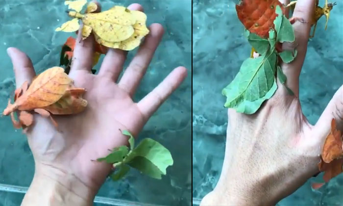  Incredible Camouflage Of Leaf Insects Video Viral Details, Viral Video, Latest N-TeluguStop.com