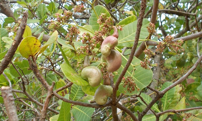  Techniques To Be Followed By The Farmers Who Cultivate The New Cashew Mango Crop-TeluguStop.com