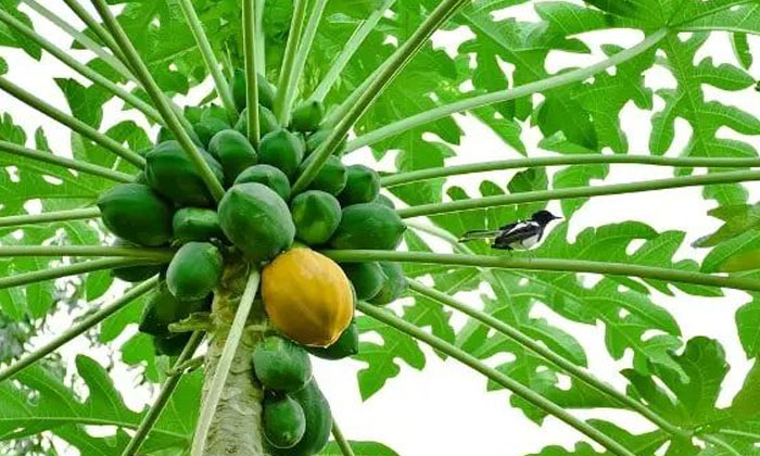  Additional Income For Papaya Plantation Farmers With Papaya Milk , Papaya Crop-TeluguStop.com