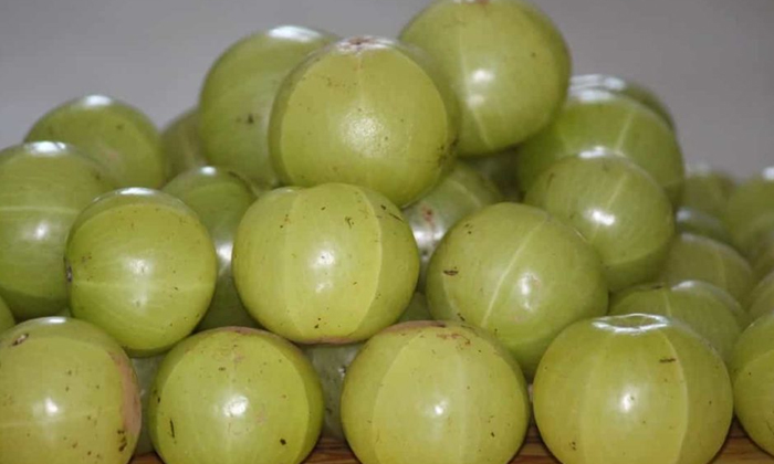 Telugu Amla Crop, Amla, Benarasi, Bhavani Sagar, Chakia, Francis, Yield, Krishna