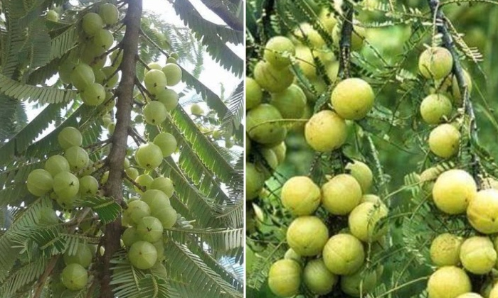 Telugu Amla Crop, Amla, Benarasi, Bhavani Sagar, Chakia, Francis, Yield, Krishna