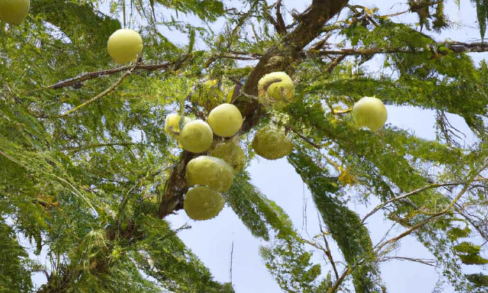  Proper Management Practices For High Yield In Amla Cultivation , Amla Cultivatio-TeluguStop.com