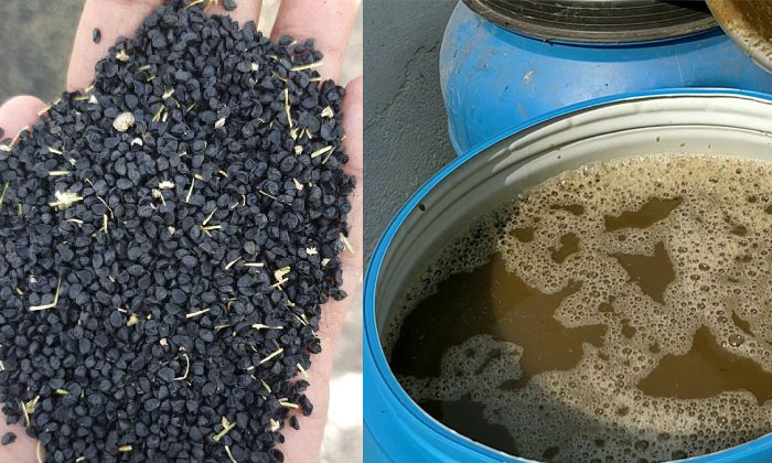 Telugu Cow Dung, Cow Urine, Crop Soil, Farmers, Seeds, Seed, Soil-Latest News -