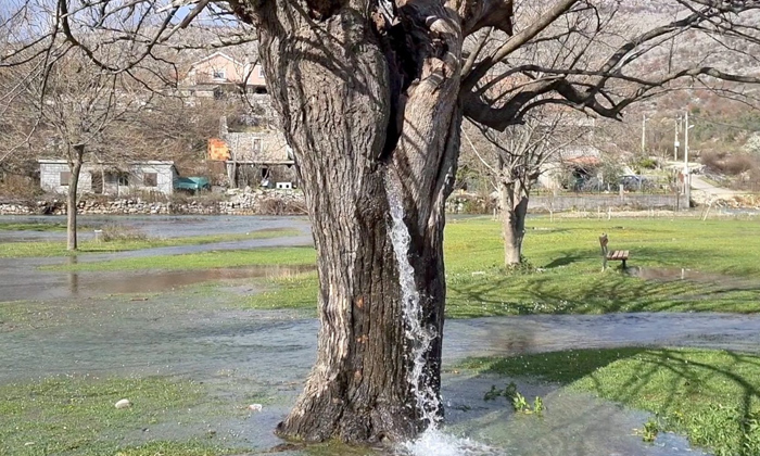  Reason Behind Water Flow From A Tree In Montenegro, Dinosa, Montenegro,mulberry-TeluguStop.com