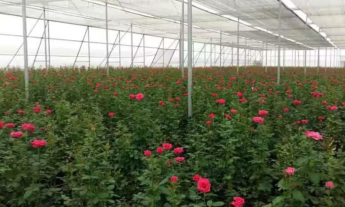  If The Rose Is Cultivated Like This In The Polyhouse The Investment Is Less - Th-TeluguStop.com