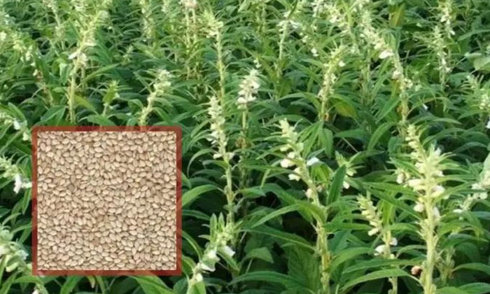  Methods To Prevent Penubanka And Crazy Pests That Expect The Sesame Crop , Ses-TeluguStop.com