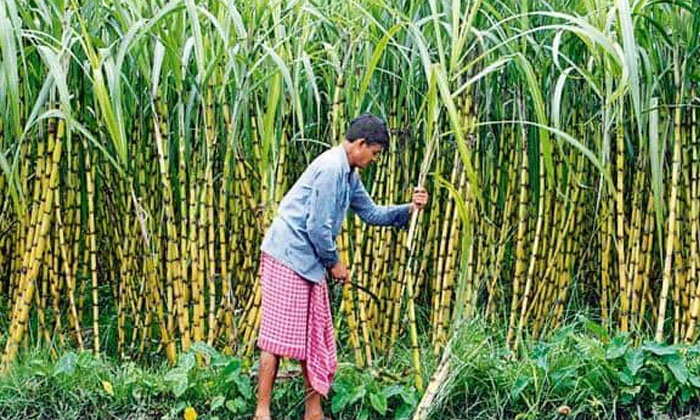 Telugu Agriculture, Azospirillum, Yield, Sugarcane Crop, Sugarcane-Latest News -