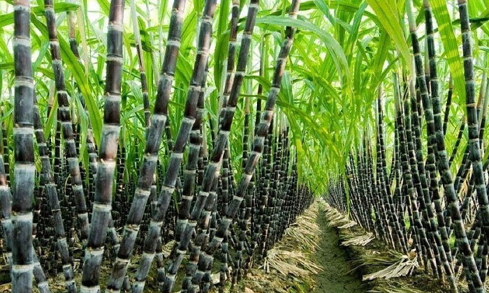  What Are The Organic Fertilizers To Be Used In Sugarcane Cultivation , Sugarca-TeluguStop.com