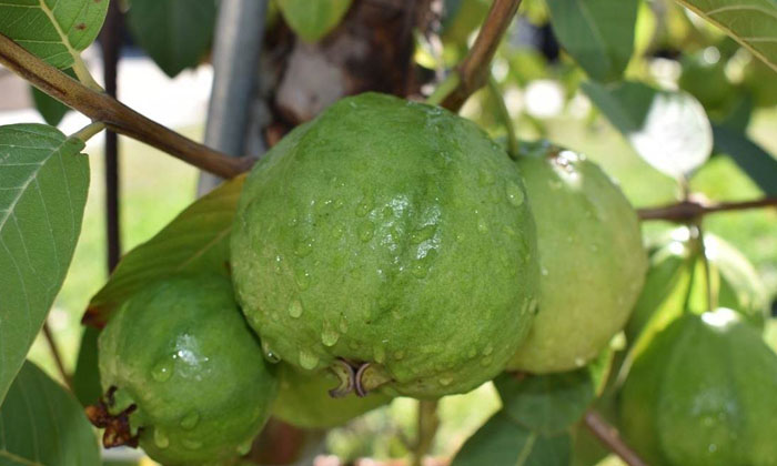 Telugu Agriculture, Farmers, Fertilizers, Guava, Yields, Pest, Taiwan Guava, Zin