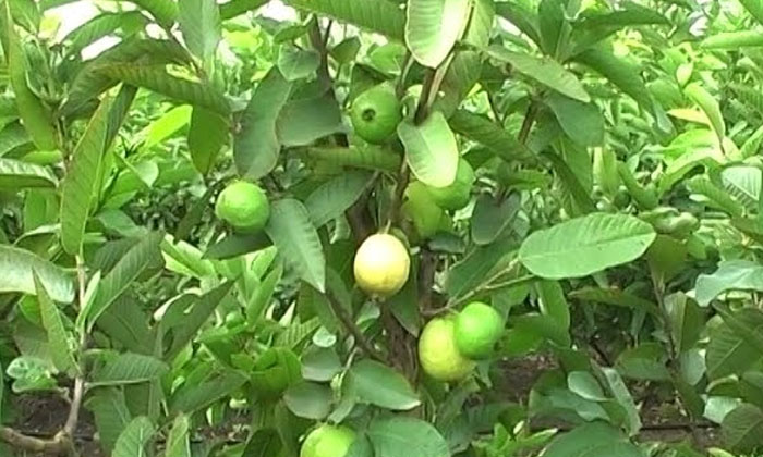  Techniques For High Yield In Taiwan Guava Cultivation , Taiwan Guava Cultivati-TeluguStop.com