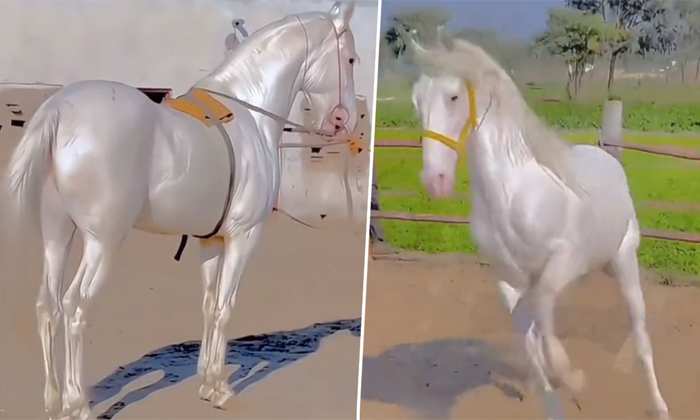  The Most Beautiful Horse In The World Akhal-teke Horse Video Viral Details, Akha-TeluguStop.com