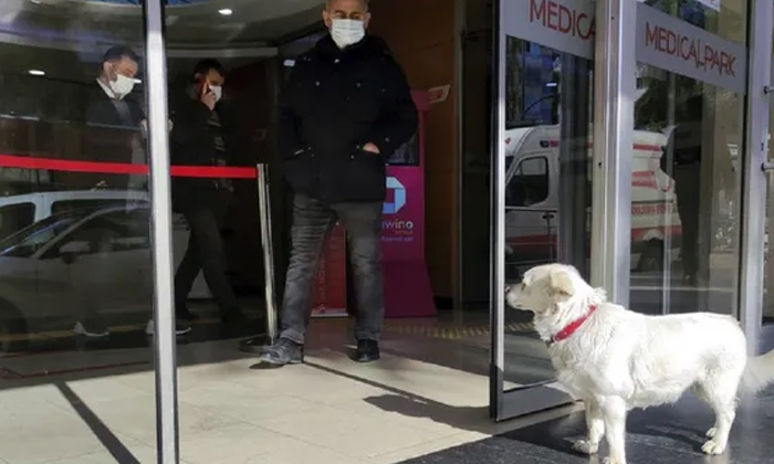  The Dog Waited In Front Of The Hospital For Six Days For Its Owner Heart Touchin-TeluguStop.com