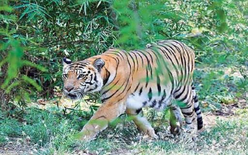  Tiger Migration In Mandapalli, Srikakulam District-TeluguStop.com