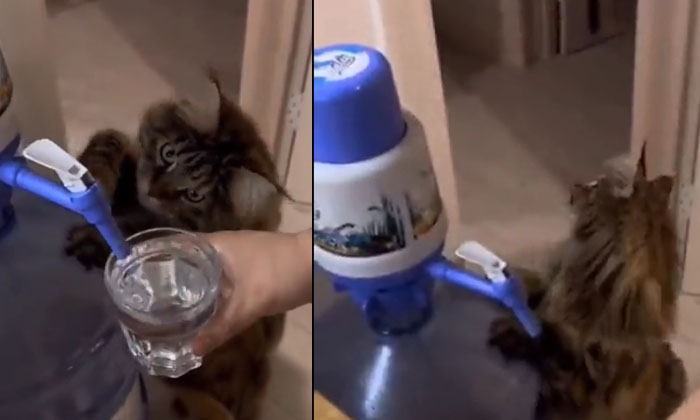  This Cat Is Not Normally Smart.. If You See How It Turns On The Tap, Viral News,-TeluguStop.com
